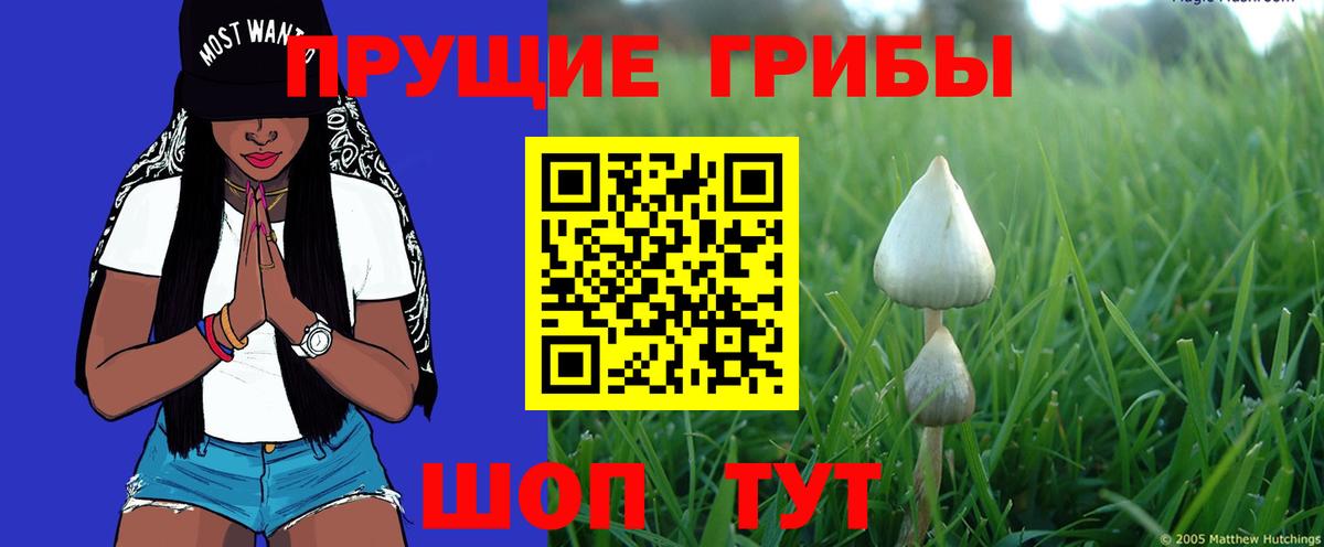 Галлюциногенные грибы Psilocybe Урус-Мартан